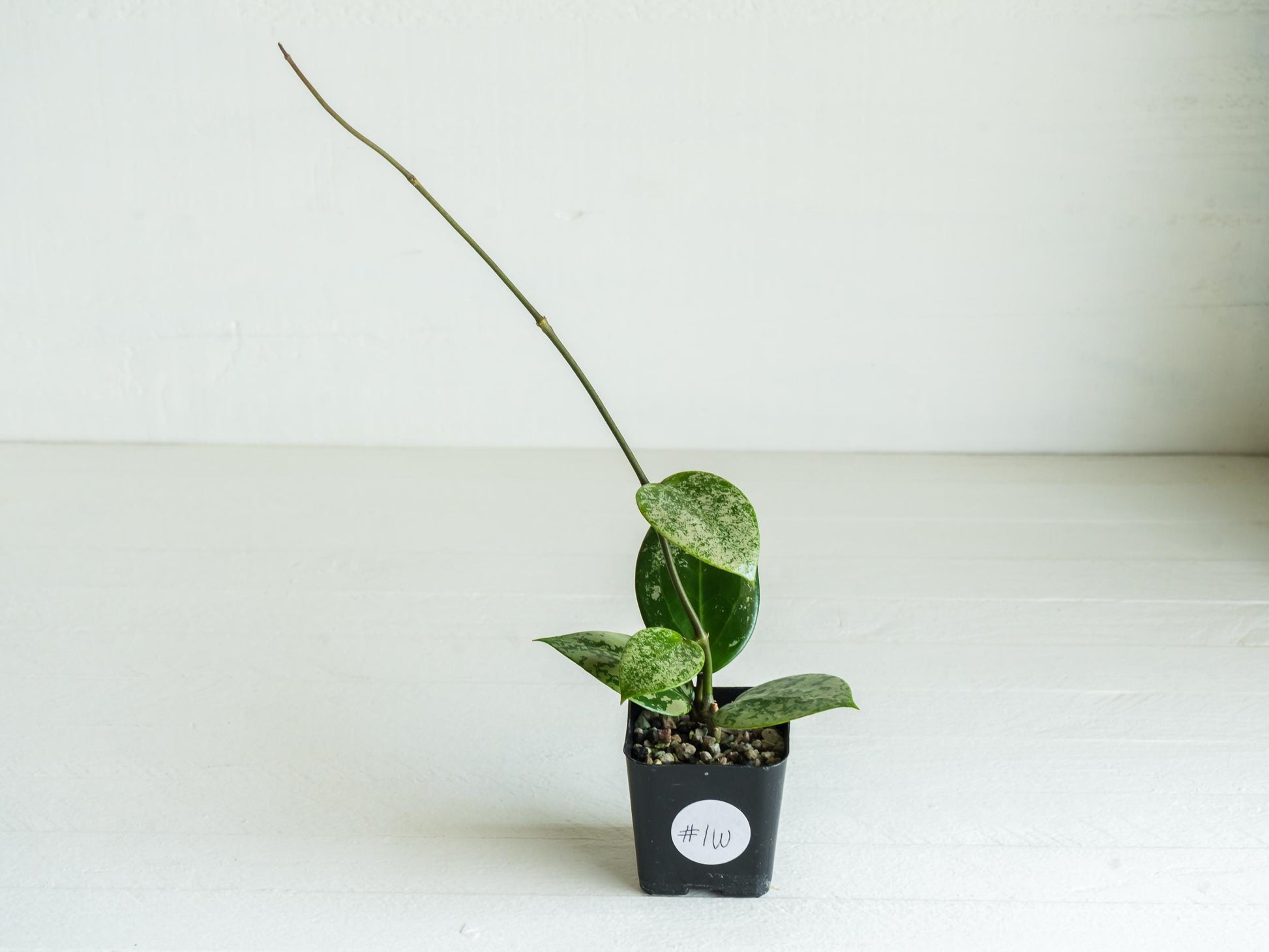 Hoya verticillata (EPC-997) | 2-Inch