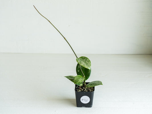 Hoya verticillata (EPC-997) | 2-Inch