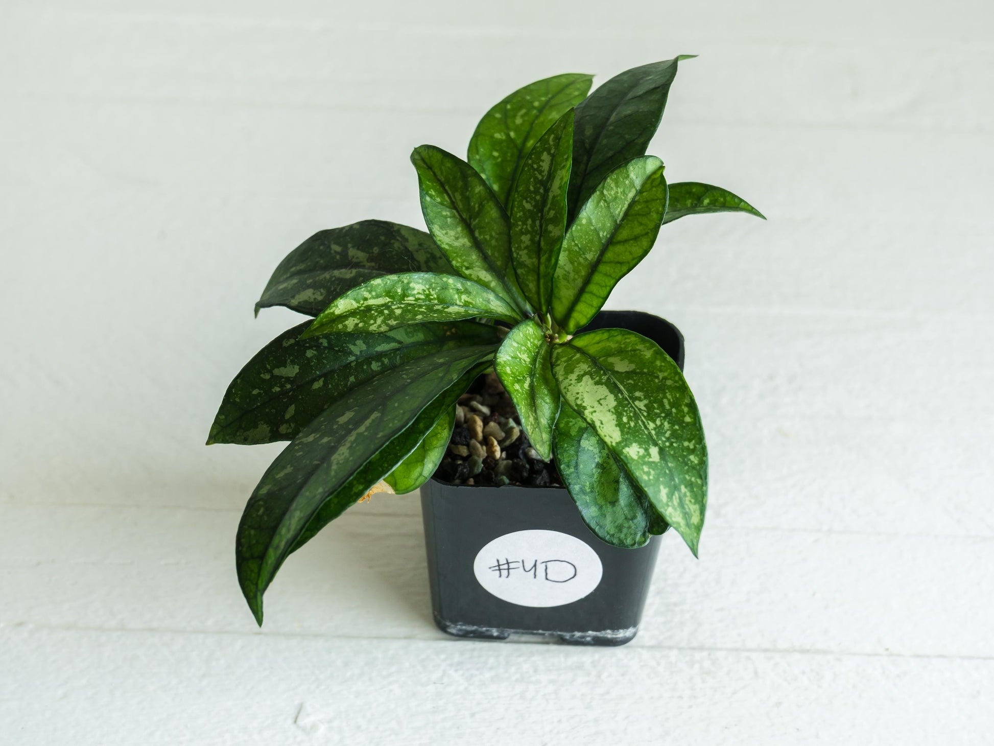 Hoya crassipetiolata (Splash) | 2-Inch