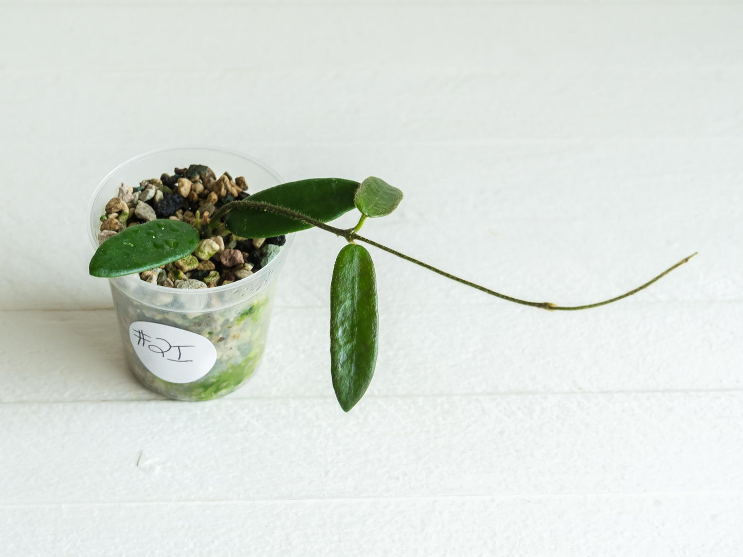 Hoya lyi | 2-Inch
