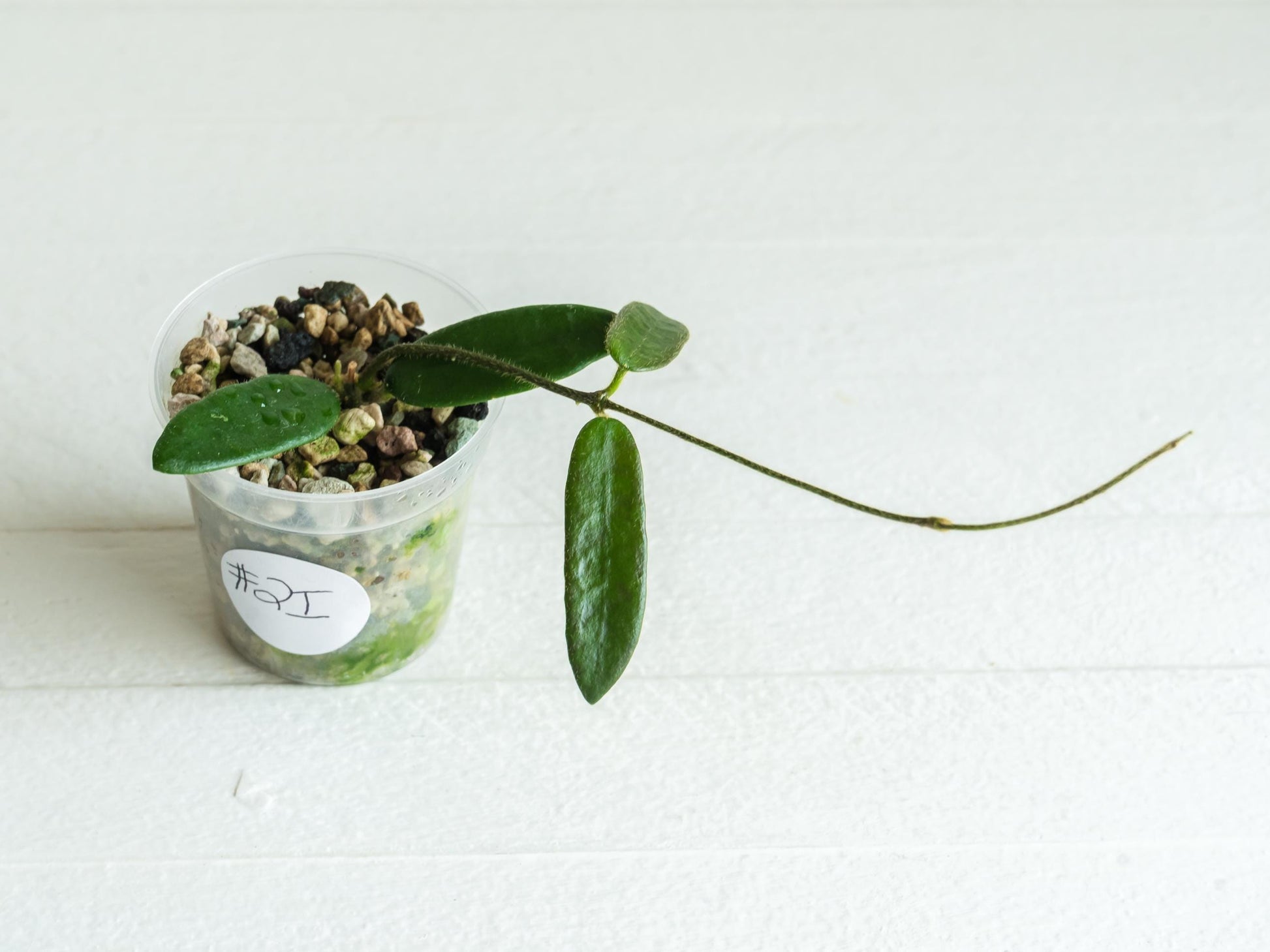 Hoya lyi | 2-Inch