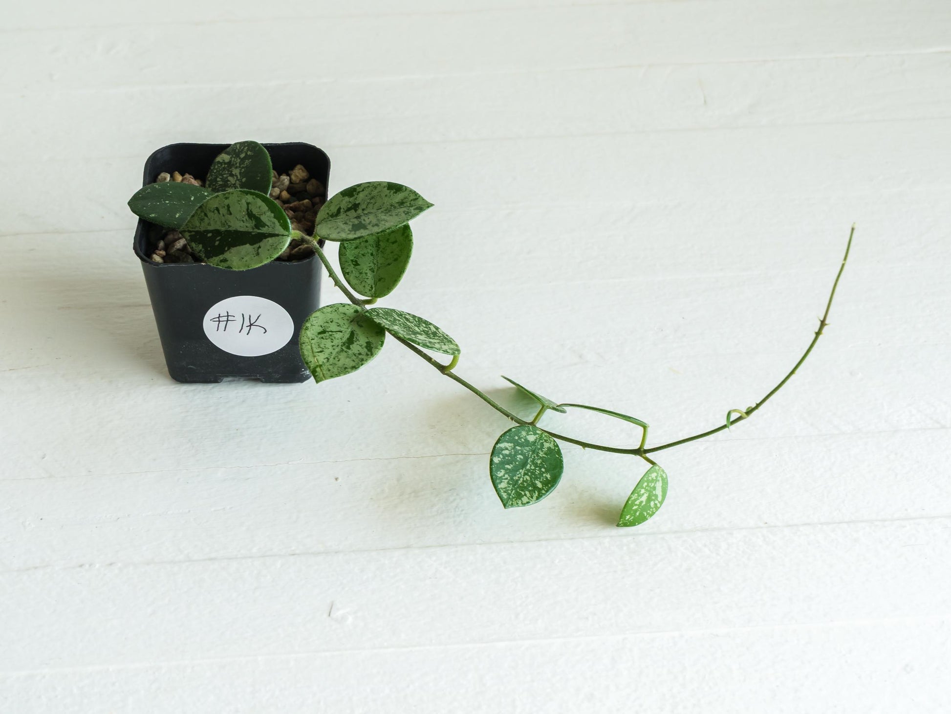 Hoya 'Mathilde' (Splash) | 2-Inch