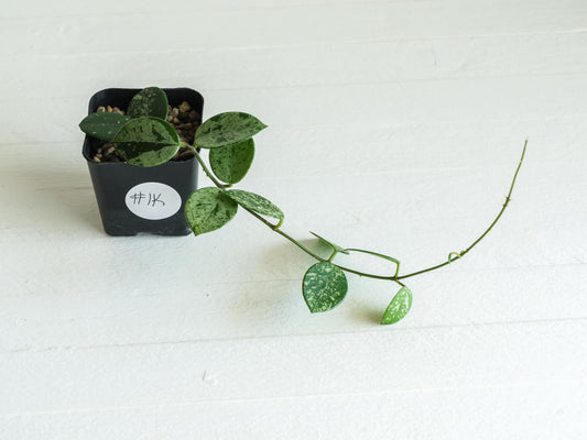 Hoya 'Mathilde' (Splash) | 2-Inch