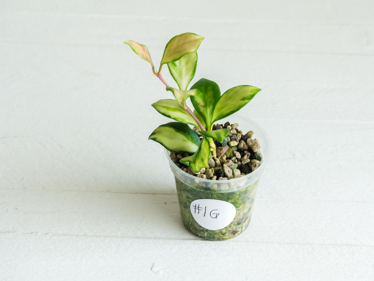 Hoya heuschkeliana (Inner Variegated) | 2-Inch