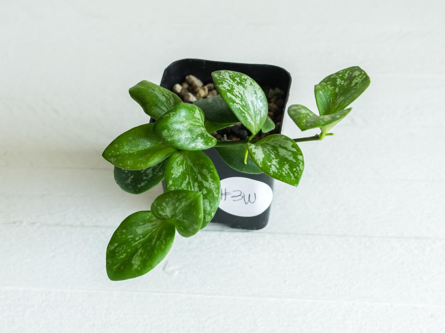 Hoya collina (IR-26) | 2-Inch
