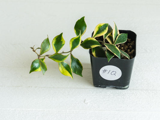 Hoya bakoensis (Outer Variegated - Albo) | 2-Inch