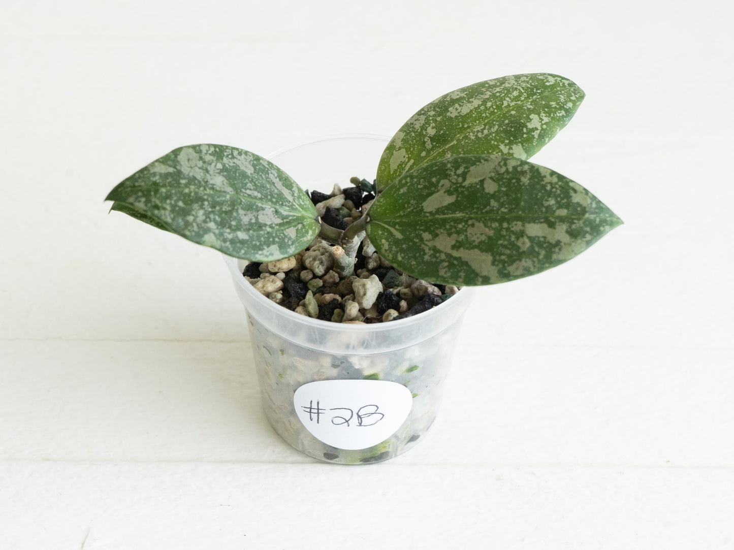 Hoya 'Wibergiae Round Leaf' (DMW-001-C) [verticillata (ex. wibergiea) x unknown] | 2-Inch