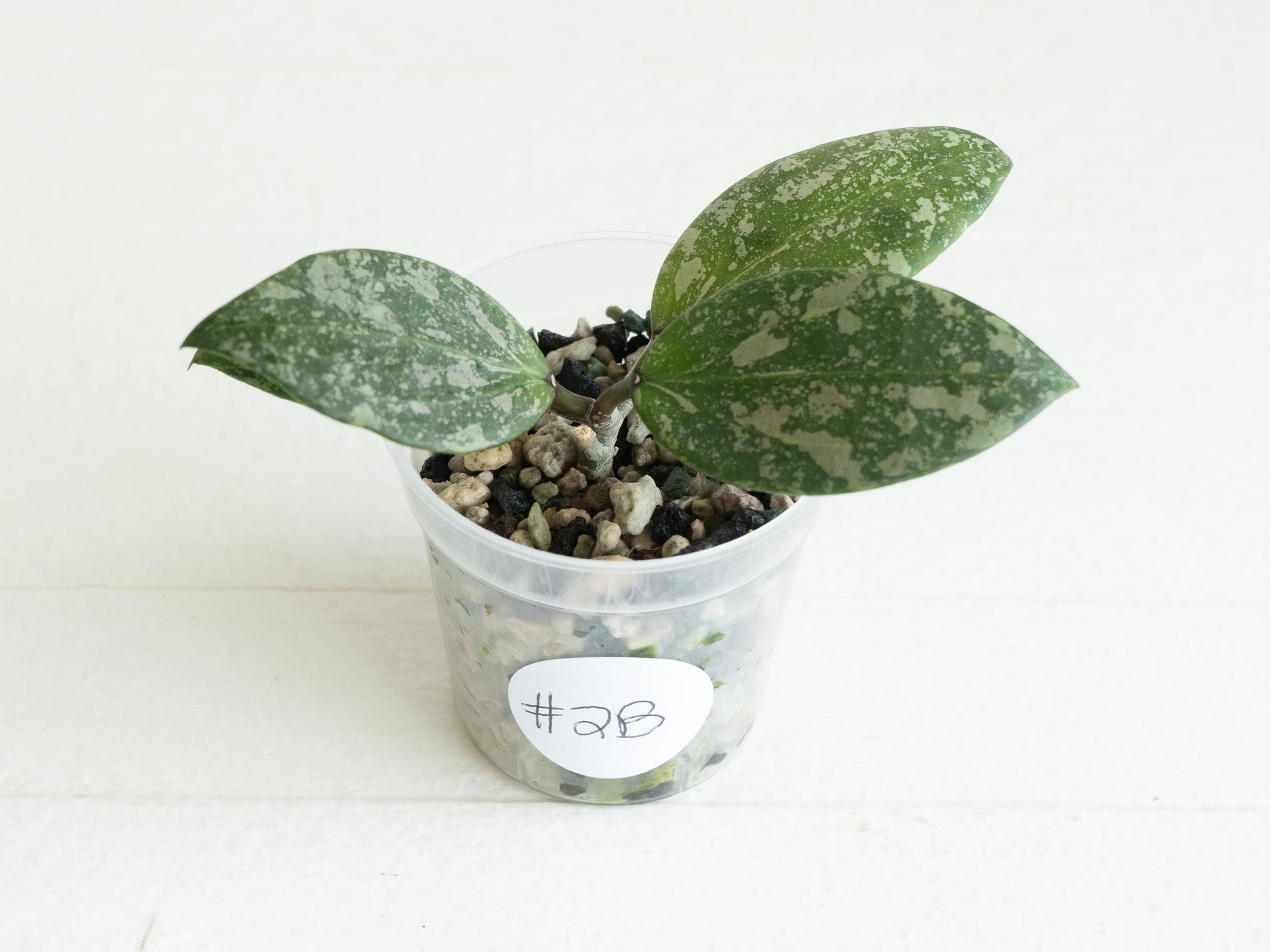 Hoya 'Wibergiae Round Leaf' (DMW-001-C) [verticillata (ex. wibergiea) x unknown] | 2-Inch