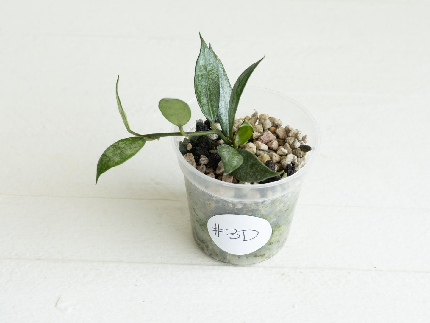 Hoya lacunosa 'White Pearl' | 2-Inch