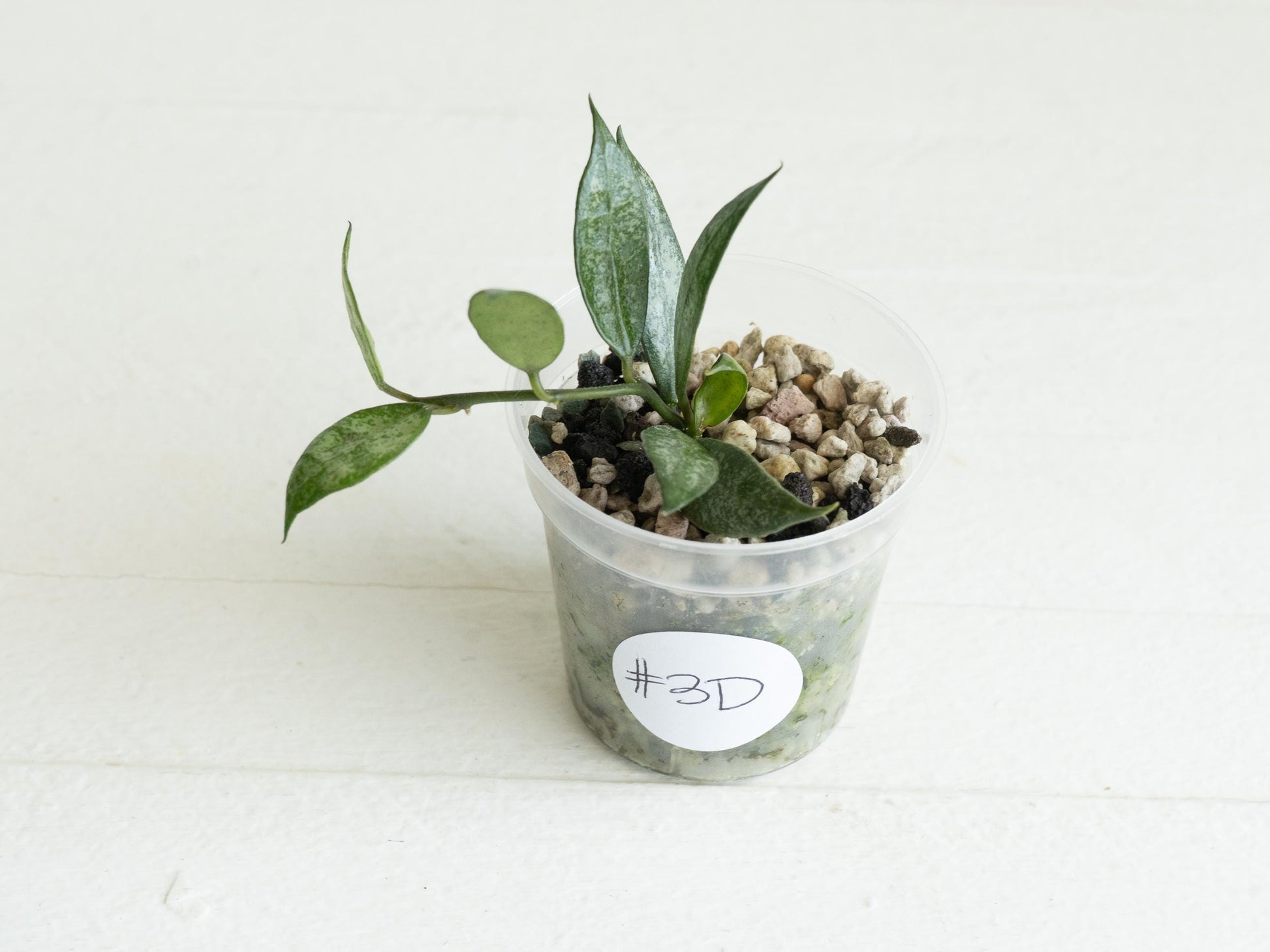 Hoya lacunosa 'White Pearl' | 2-Inch