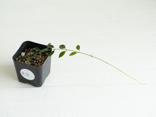 Hoya papua (PNG IM-08) | 2-Inch
