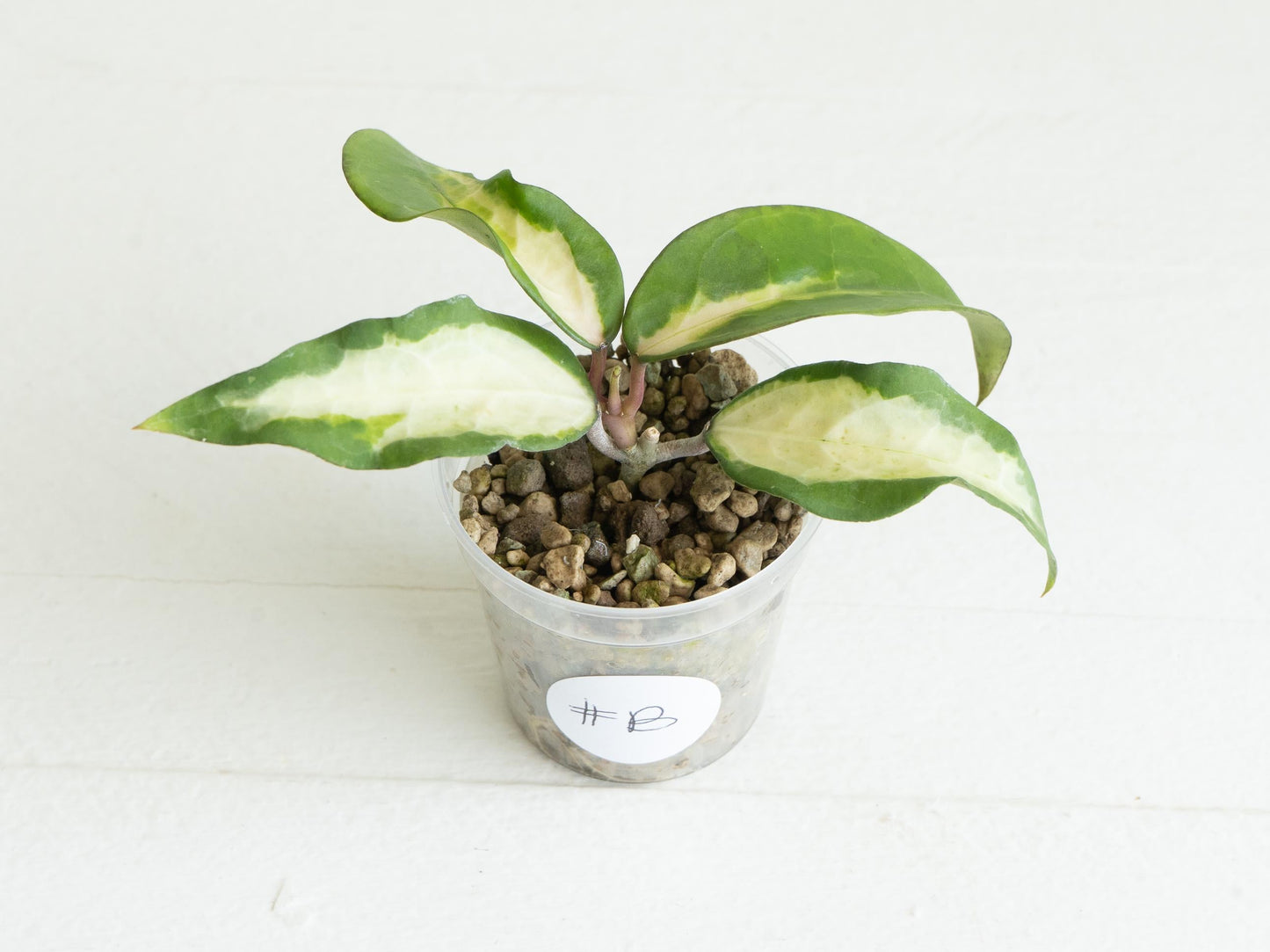Hoya panglai (Inner Variegated) | 2-Inch