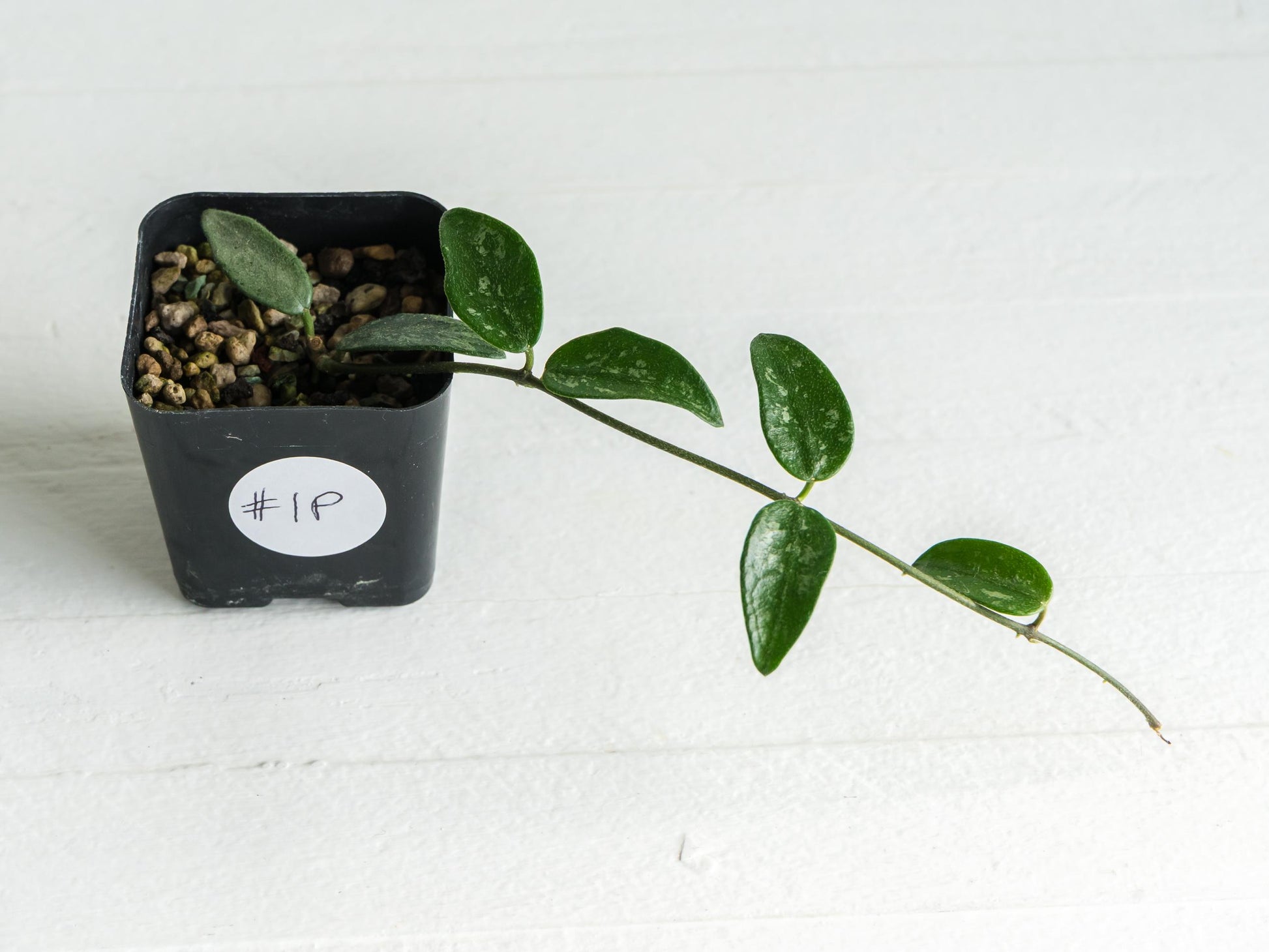 Hoya lima (Splash) | 2-Inch
