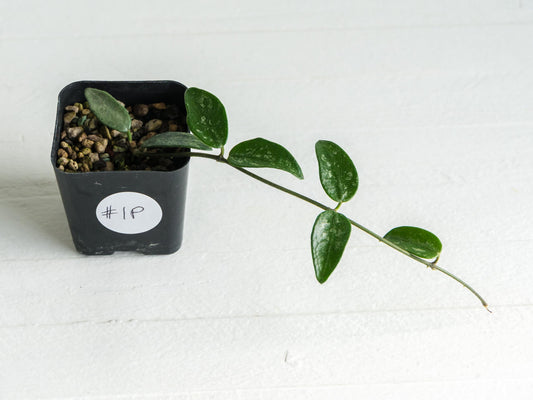 Hoya lima (Splash) | 2-Inch
