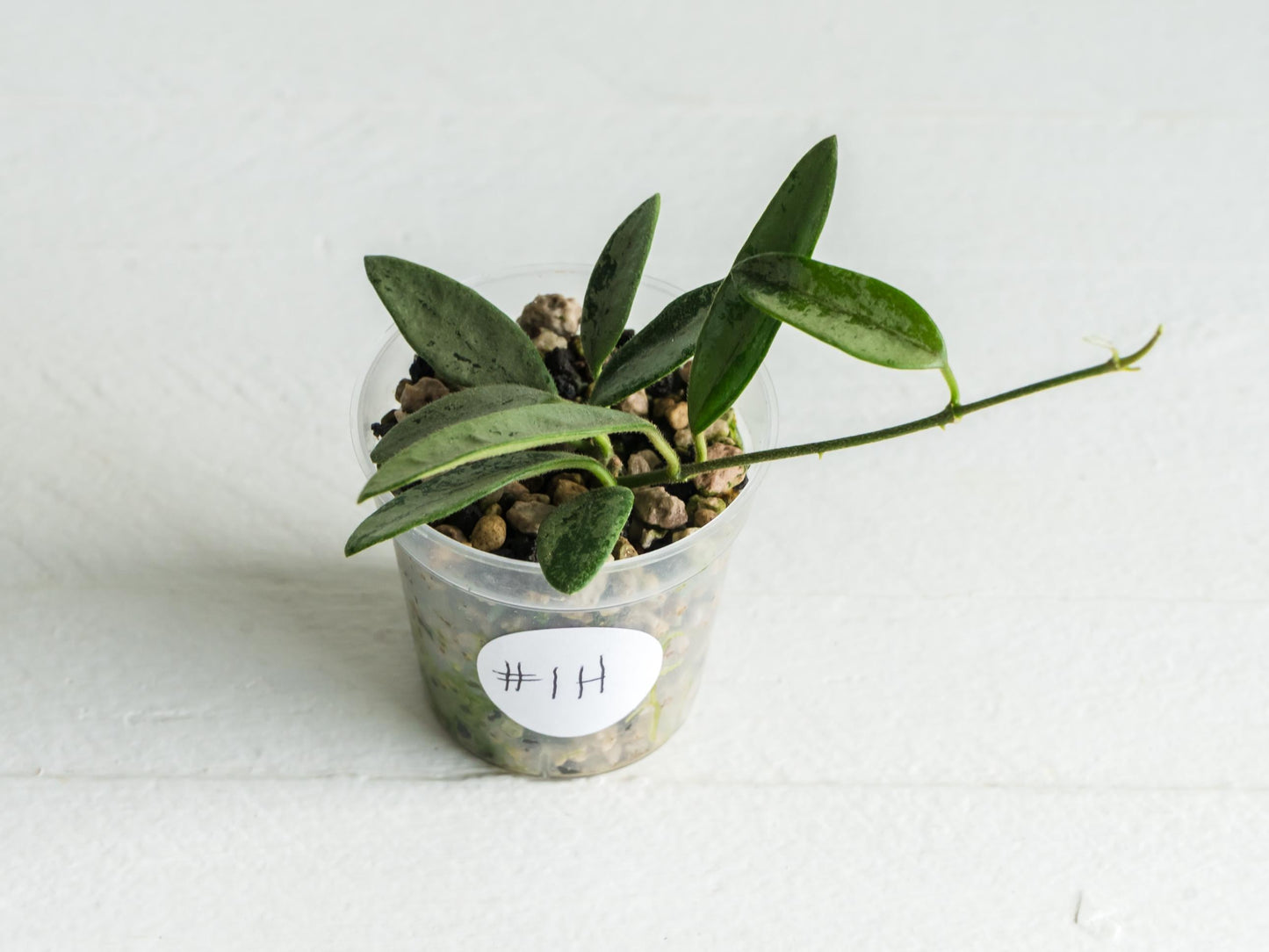 Hoya lima (Silver) | 2-Inch