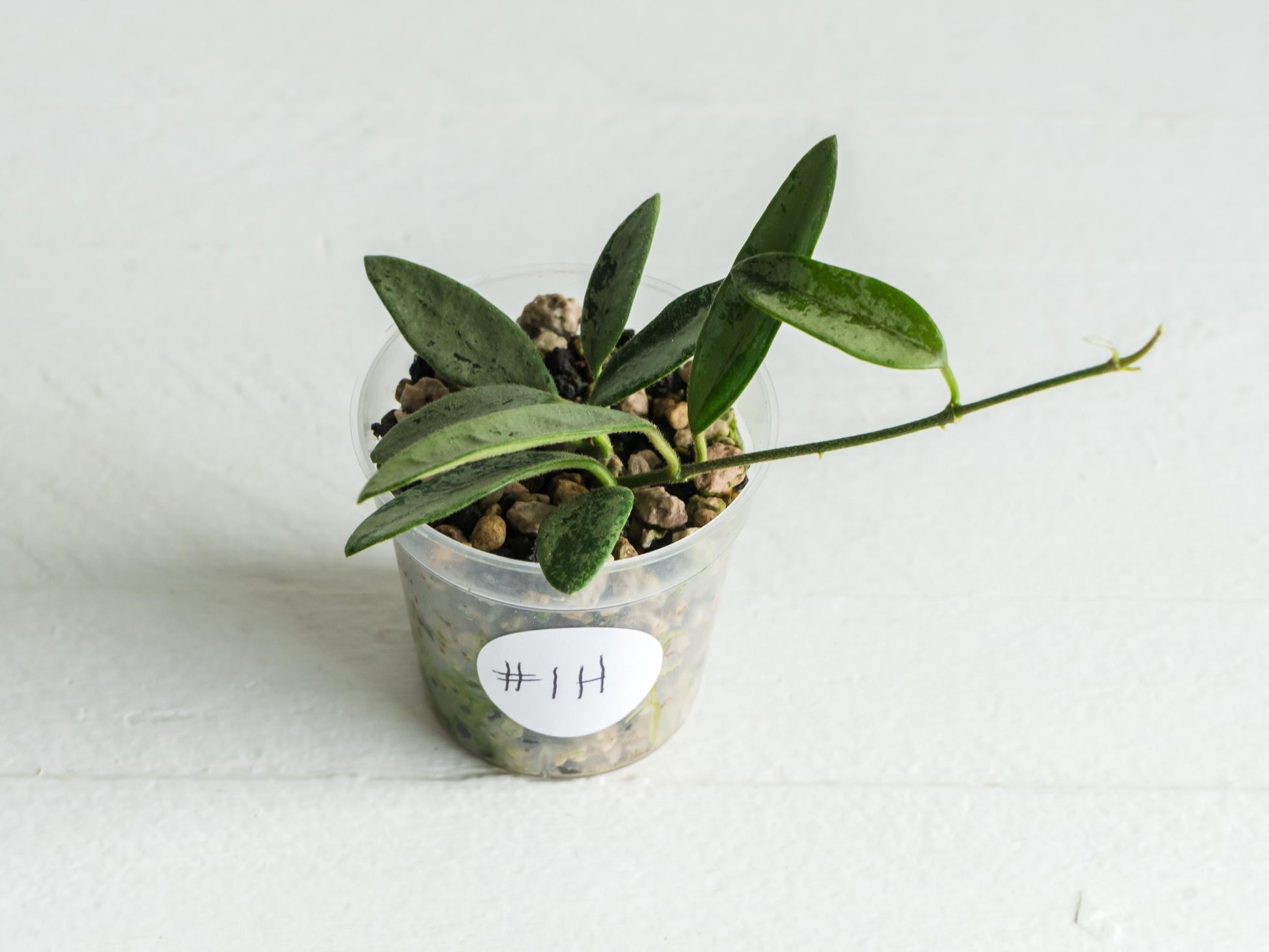 Hoya lima (Silver) | 2-Inch