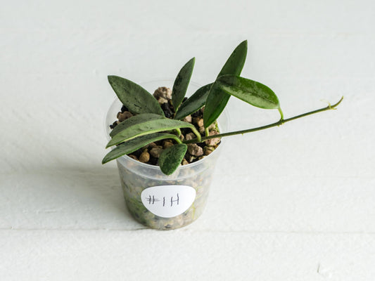 Hoya lima (Silver) | 2-Inch