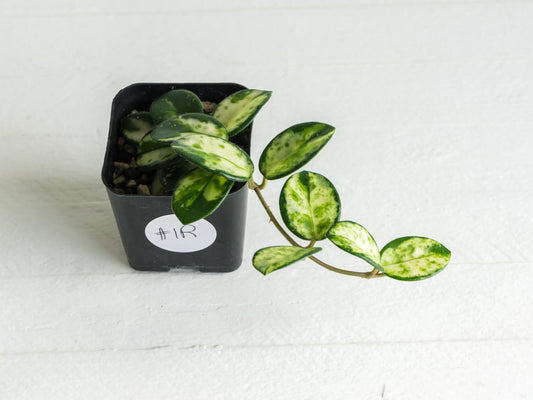 Hoya 'Mathilde' (Inner Variegated) | 2-Inch