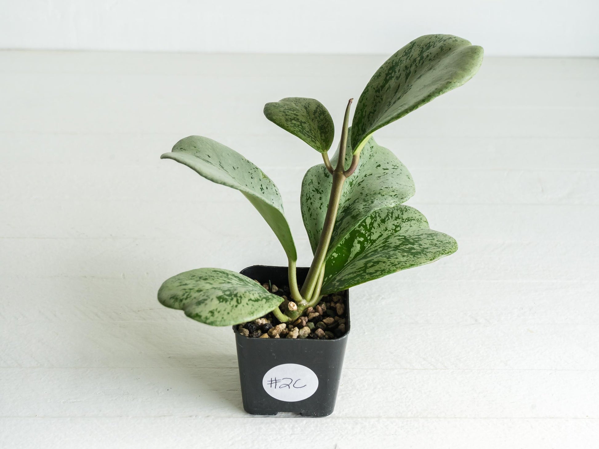 Hoya chiang dao (Silver) | 2-Inch