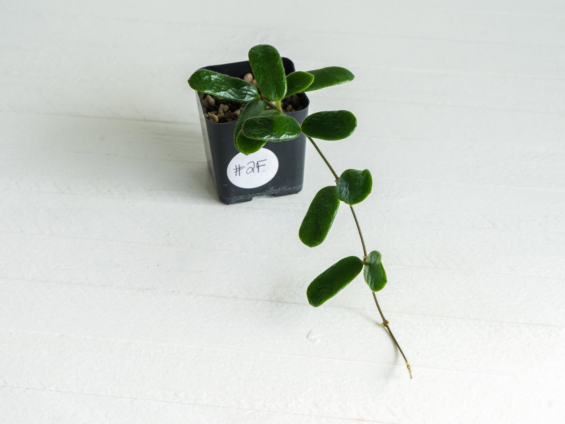 Hoya rotundiflora | 2-Inch