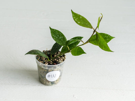 Hoya 'Rebecca' (Splash) | 2-Inch