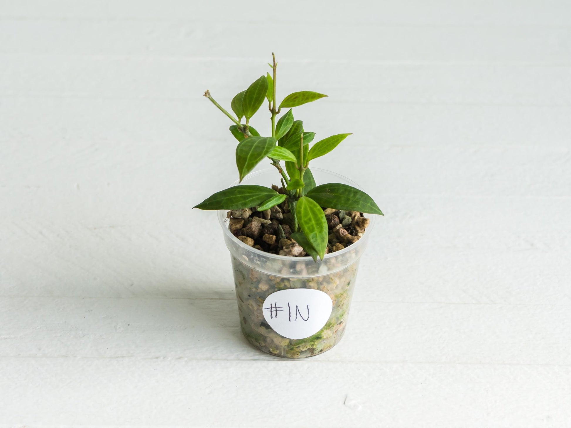 Hoya Microdwarf | 2-Inch