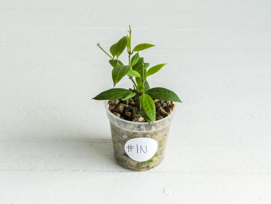 Hoya Microdwarf | 2-Inch