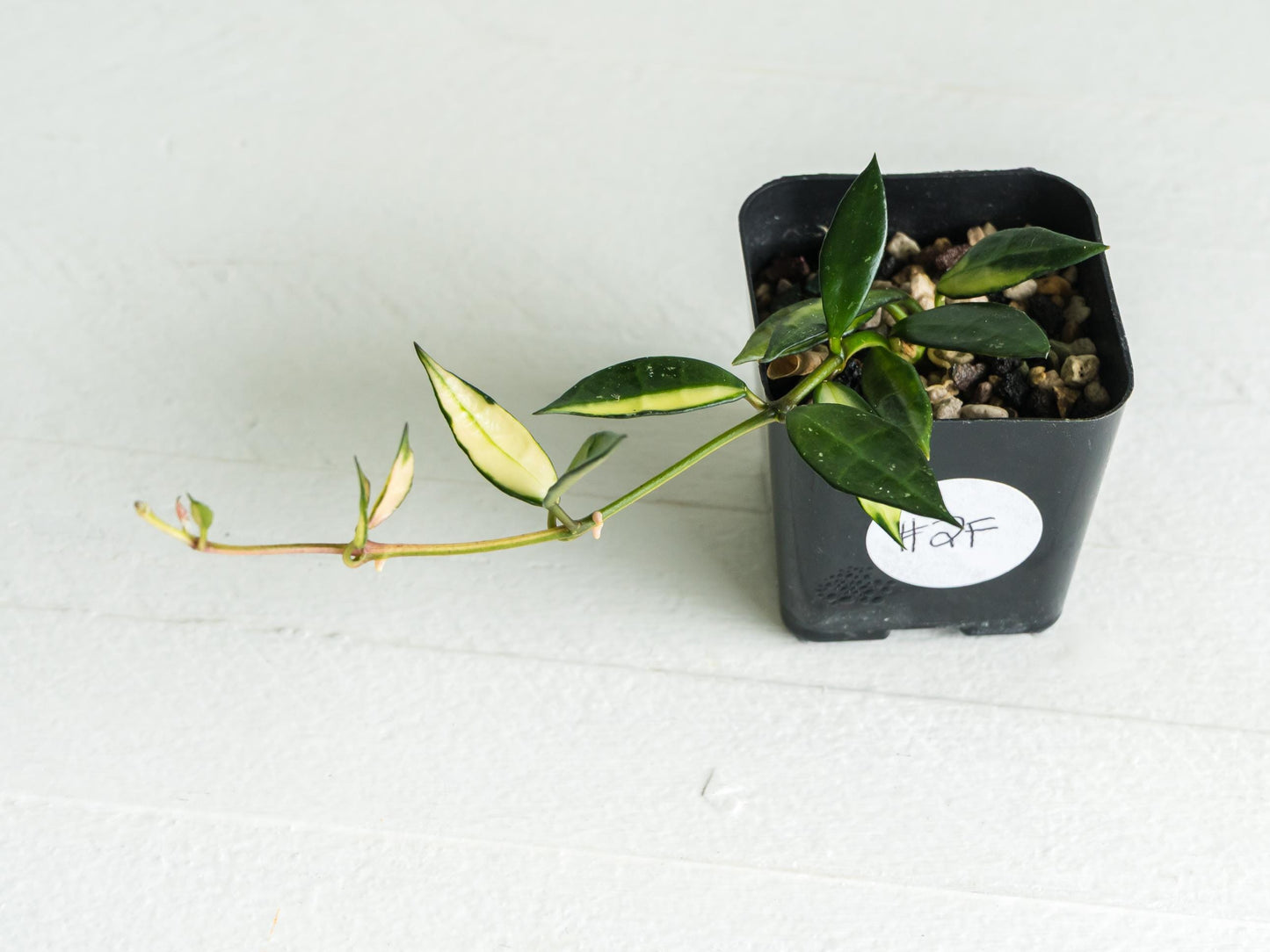 Hoya lacunosa (Inner Variegated) | 2-Inch