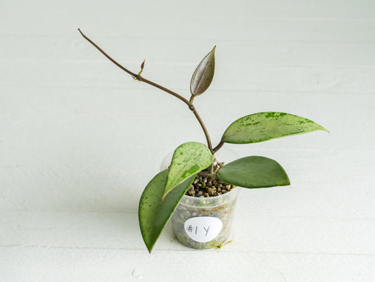 Hoya 'Snow Cui' (Silver) | 2-Inch