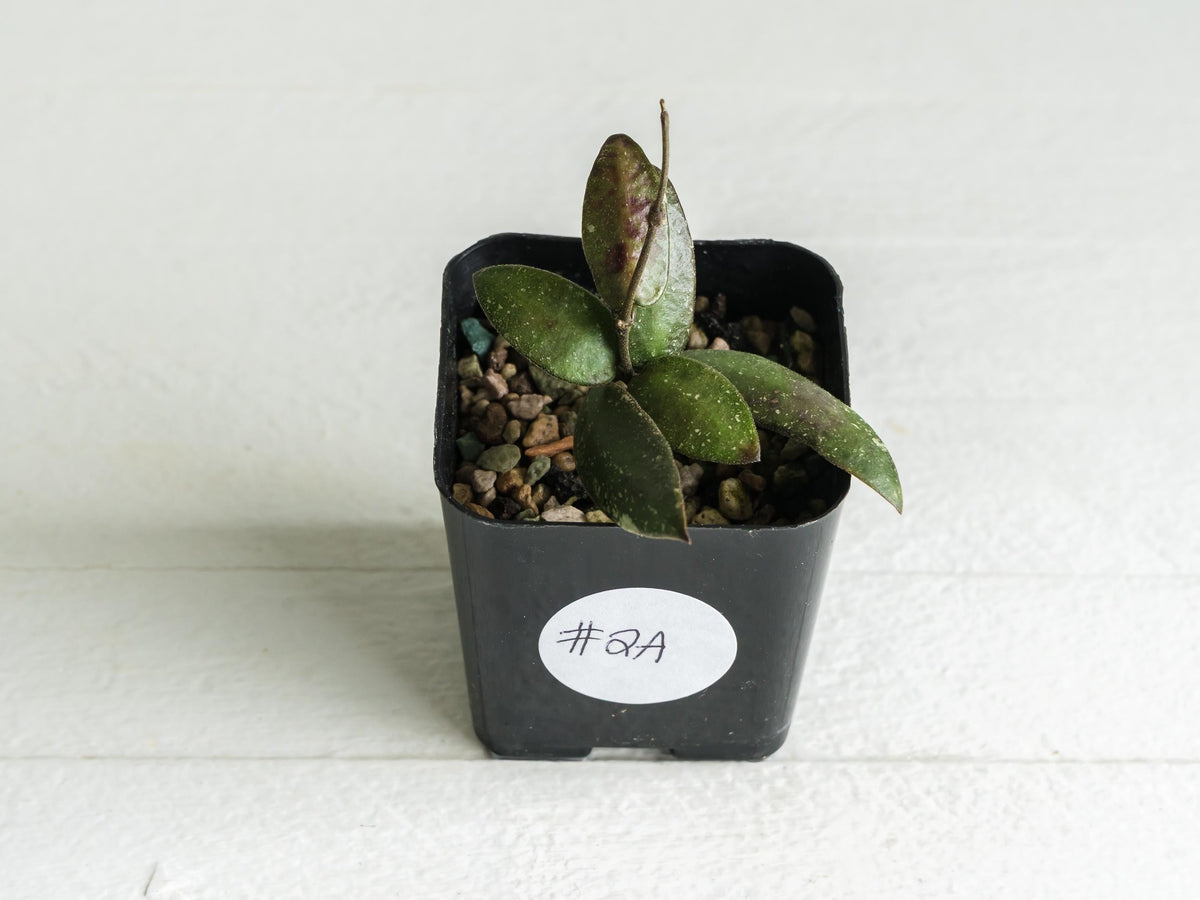 Hoya sigillatis 'Alas River' | 2-Inch