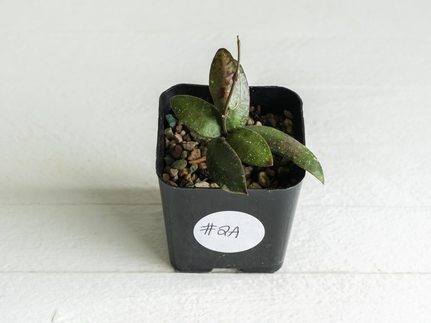 Hoya sigillatis 'Alas River' | 2-Inch