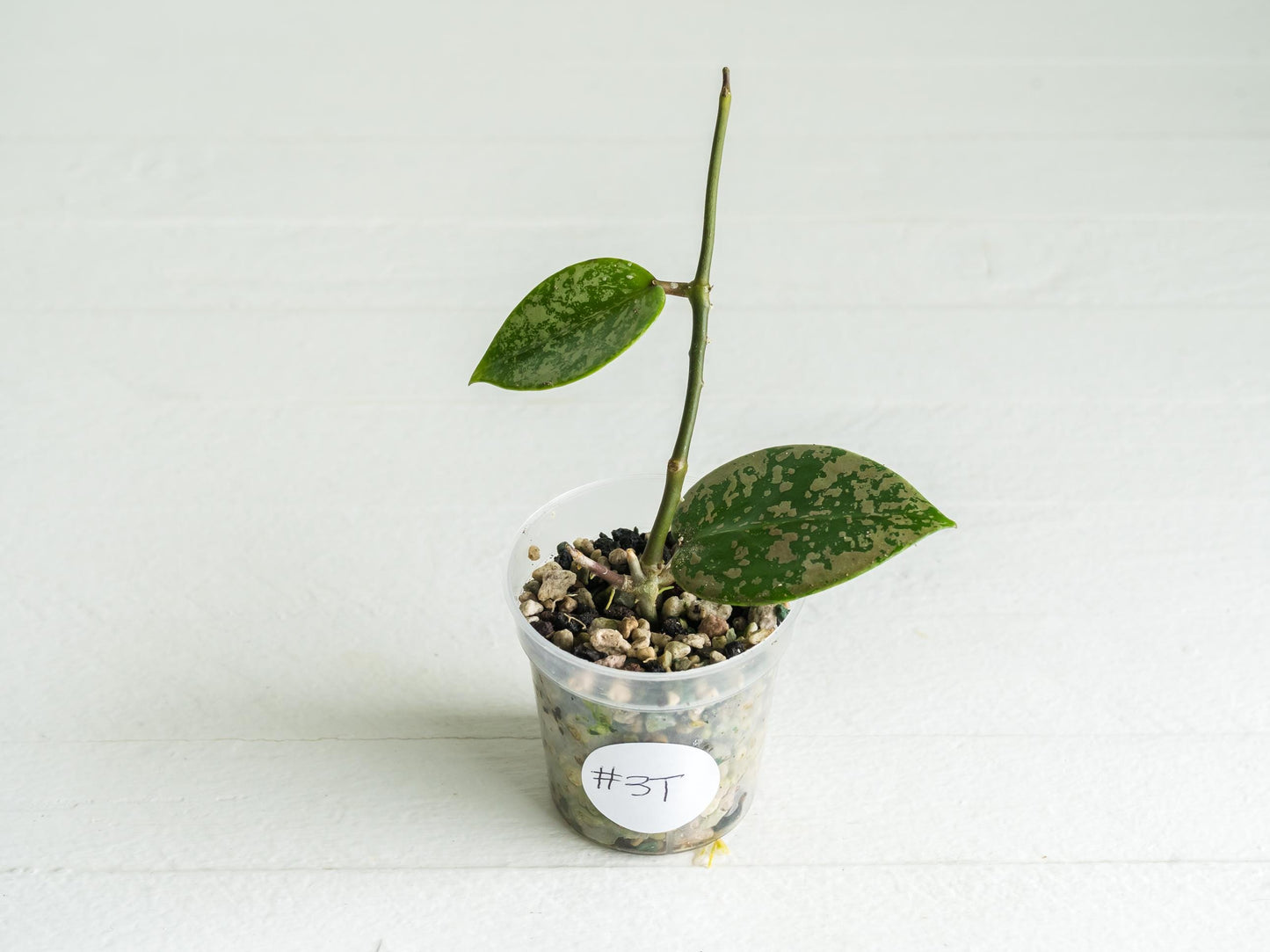 Hoya verticillata (EPC-997) | 2-Inch
