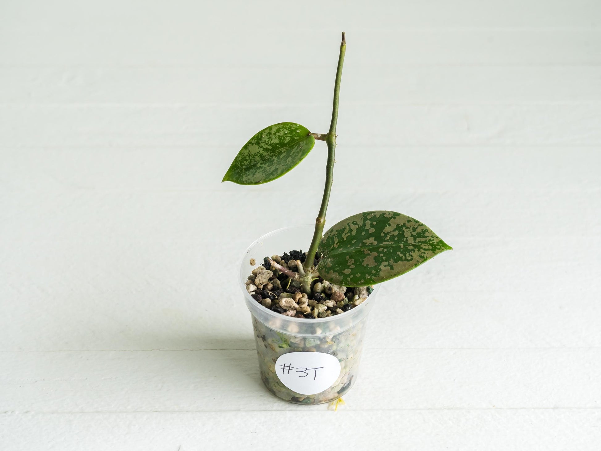 Hoya verticillata (EPC-997) | 2-Inch