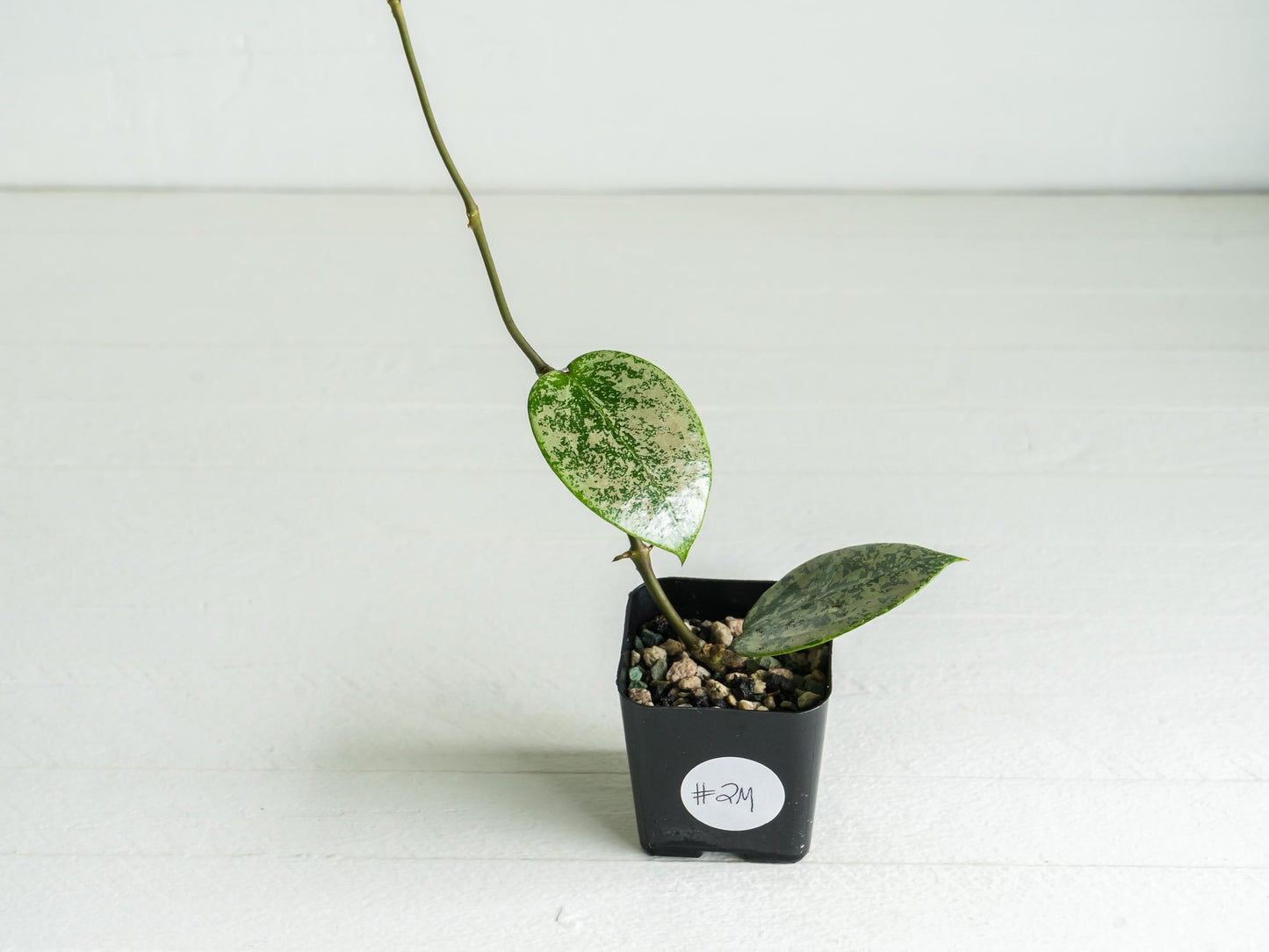Hoya verticillata (EPC-997) | 2-Inch