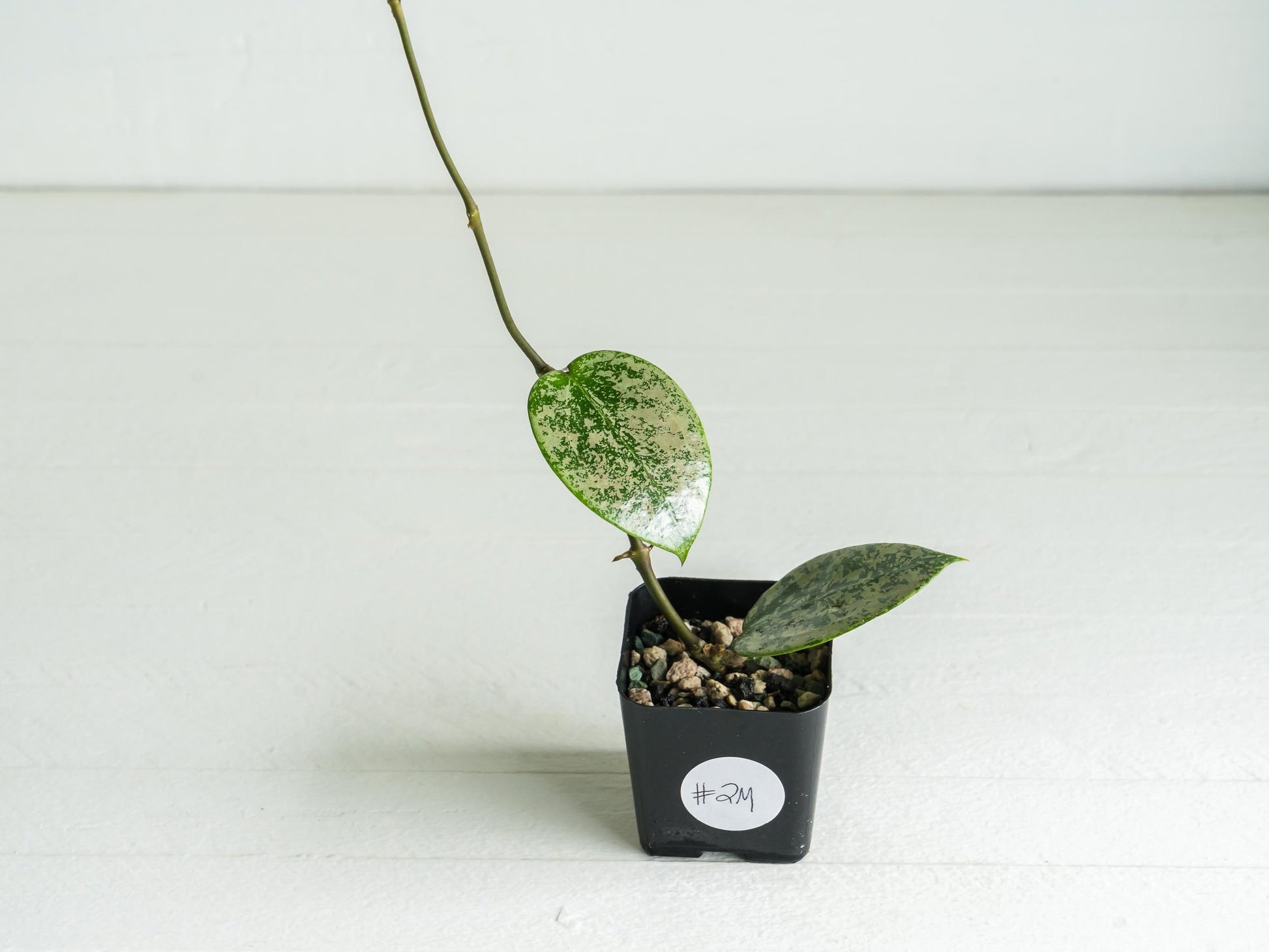 Hoya verticillata (EPC-997) | 2-Inch