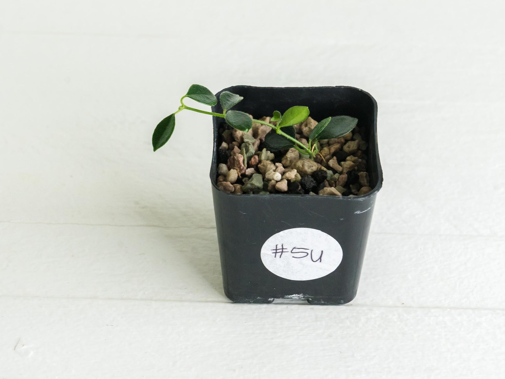 Hoya papua (PNG IM-08) | 2-Inch