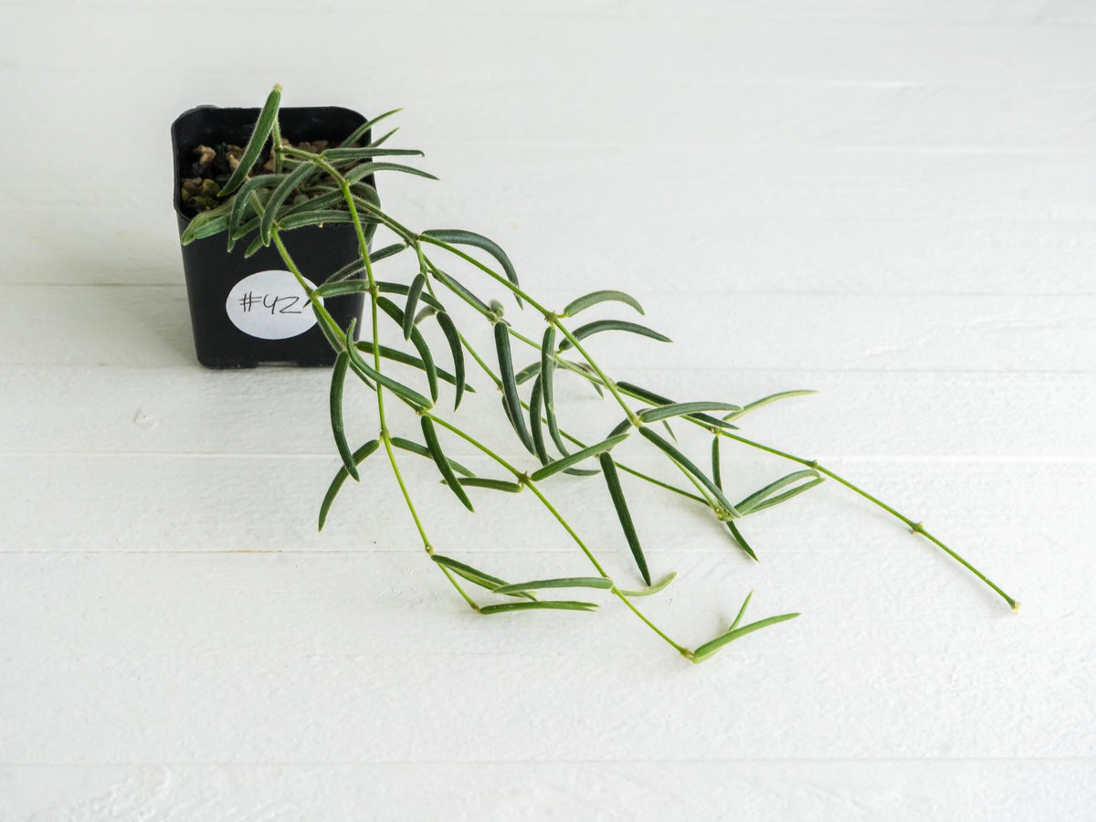 Hoya linearis | 2-Inch