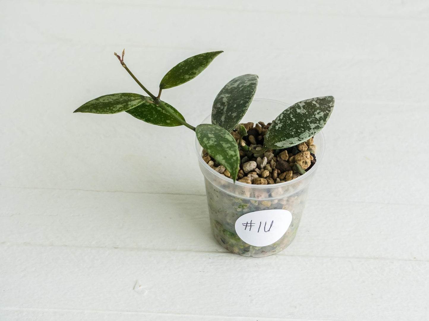 Hoya lacunosa 'Laos Full Splash' | 2-Inch