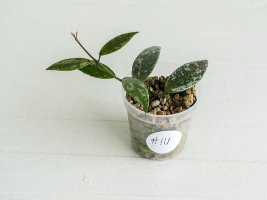 Hoya lacunosa 'Laos Full Splash' | 2-Inch