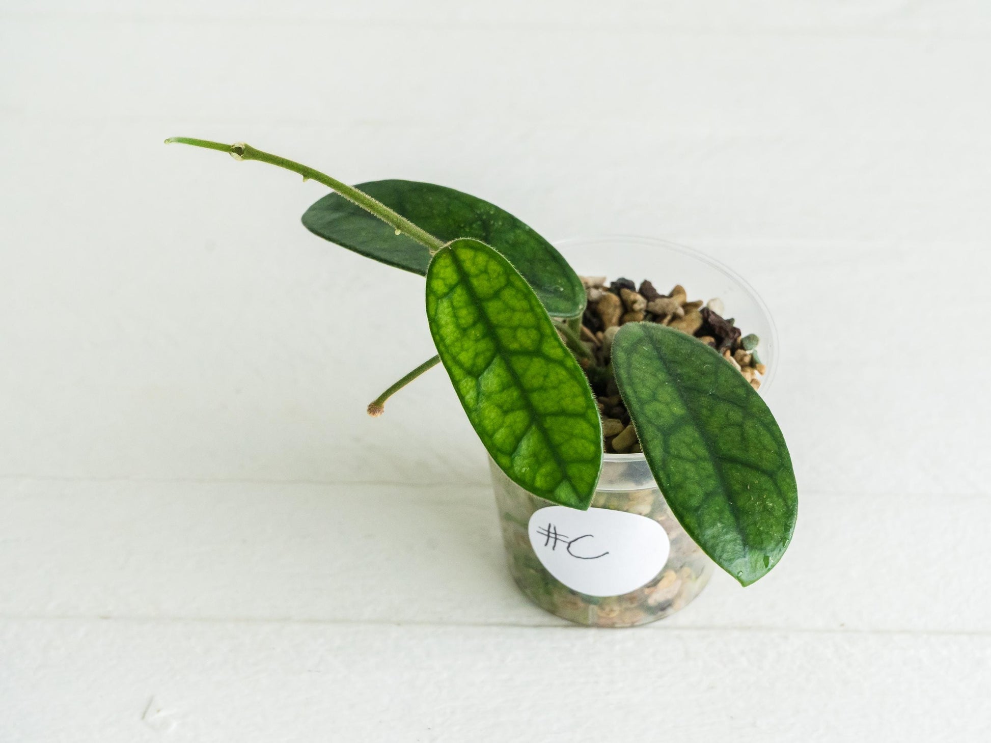 Hoya sichuanensis / lyi NOID | 2-Inch