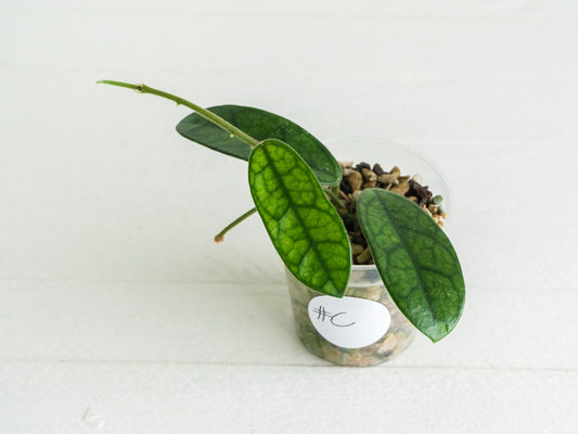 Hoya sichuanensis / lyi NOID | 2-Inch