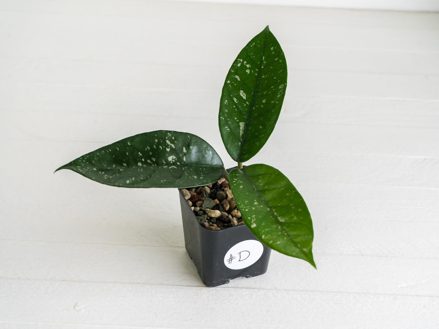 Hoya 'Starry Night' | 2-Inch