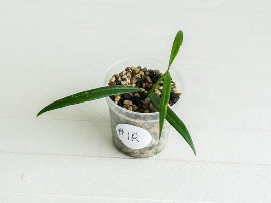 Hoya pauciflora | 2-Inch
