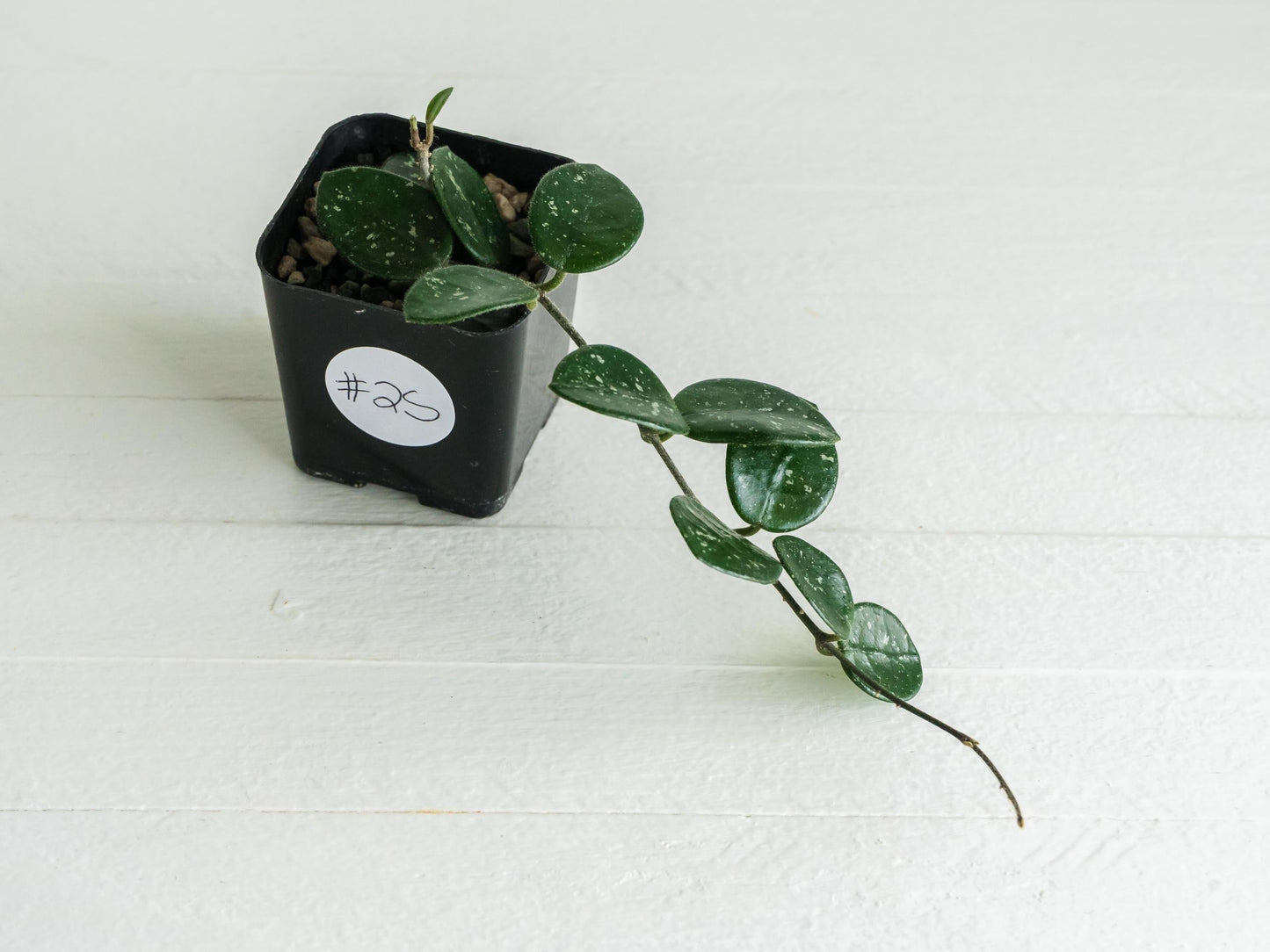 Hoya 'Mathilde' | 2-Inch