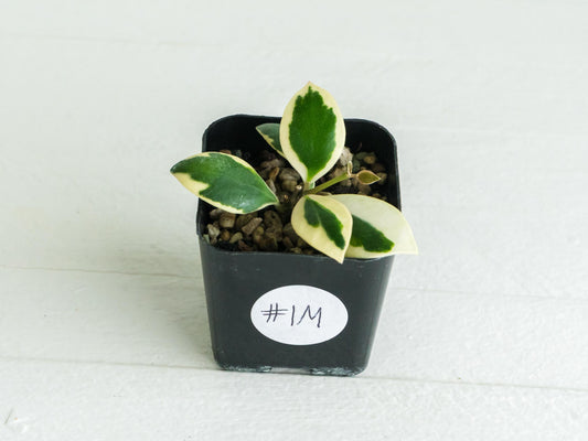Hoya incurvula (Albomarginata / Outer Variegated) aka Hoya palta | 2-Inch