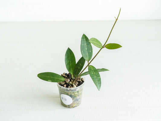 Hoya Elliptica | 2-Inch