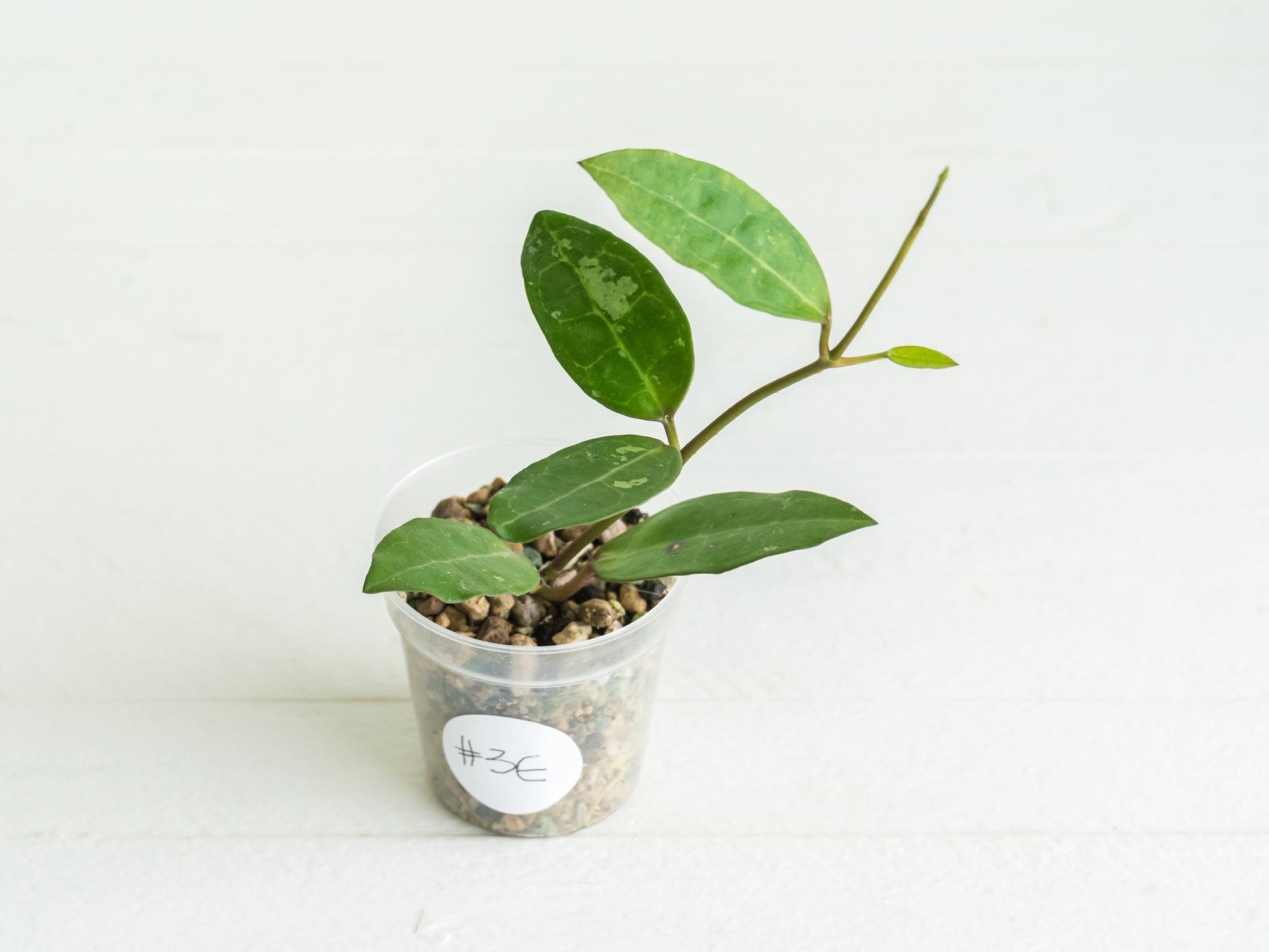 Hoya Elliptica | 2-Inch