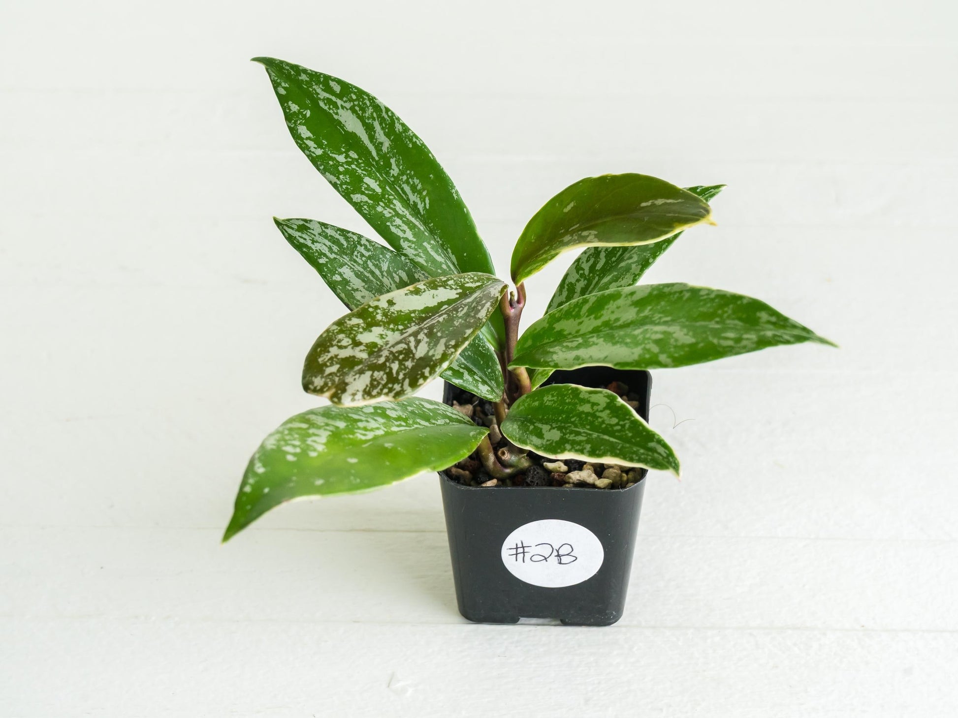 Hoya pubicalyx (Albo, Splash) | 2-Inch