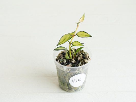 Hoya lacunosa (Inner Variegated) | 2-Inch