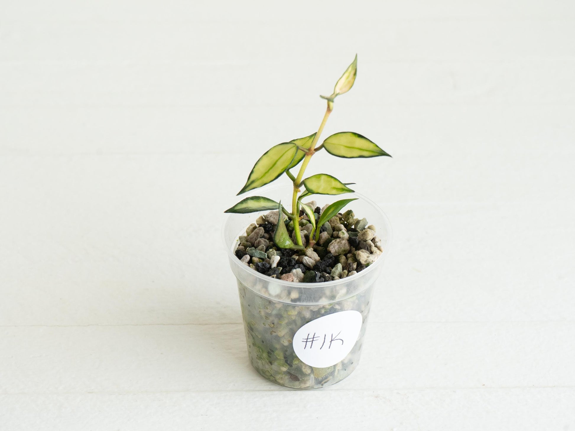 Hoya lacunosa (Inner Variegated) | 2-Inch